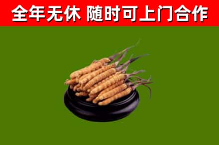德昌县烟酒回收冬虫夏草.jpg